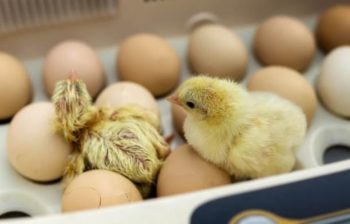 Prácticas correctas para la incubación de huevos
