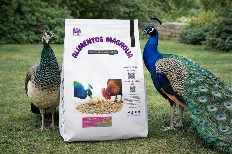 chatgpt image 9 ene 2026, 12 04 04 p.m.